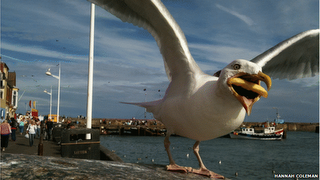 Seagull with a french fry