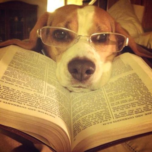 Reading Beagle