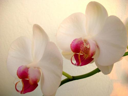 white-orchid-ndash-ab